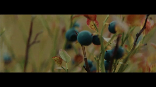 Video Reference: Plant, Close-up, Flower, Fruit, Grass, Berry, Art, Photography, Plant stem, Bilberry