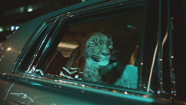 Video Reference: Green, Motor vehicle, Felidae, Vehicle door, Whiskers, Automotive exterior, Auto part, Glass, Big cats, Car