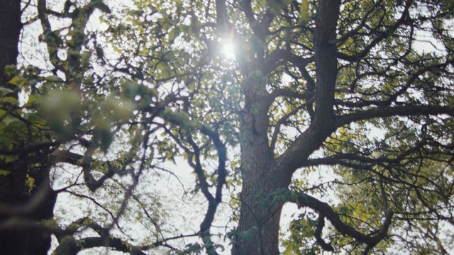 Video Reference: Tree, Branch, Nature, Woody plant, Plant, Sunlight, Trunk, Light, Leaf, Biome