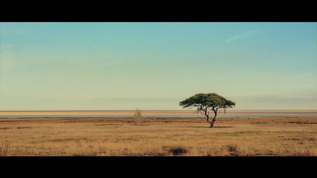 Video Reference: Savanna, Sky, Plain, Natural environment, Tree, Grassland, Ecoregion, Horizon, Steppe, Natural landscape