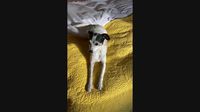 Video Reference: Canidae, Dog, Yellow, Dog breed, Carnivore, Whippet, Fox terrier, Sporting Group, Puppy, Tail