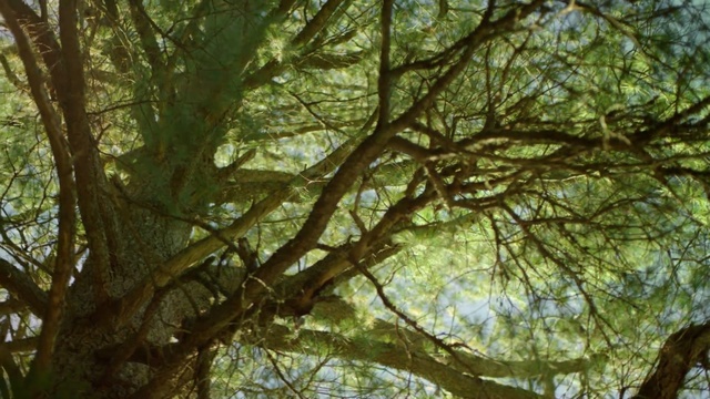 Video Reference: tree, branch, vegetation, nature reserve, ecosystem, woodland, forest, old growth forest, plant, deciduous, Person