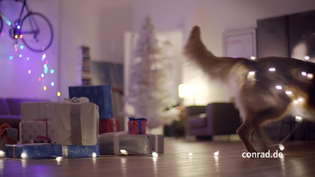 Video Reference: Cat, Light, Felidae, Small to medium-sized cats