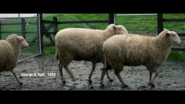 Video Reference: sheep, sheep, herd, cow goat family, livestock, herding, pasture, grass, lamb and mutton, goat antelope