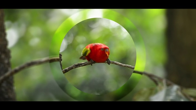 Video Reference: Nature, Branch, Macro photography, Natural environment, Plant, Leaf, Botany, Close-up, Flower, Organism