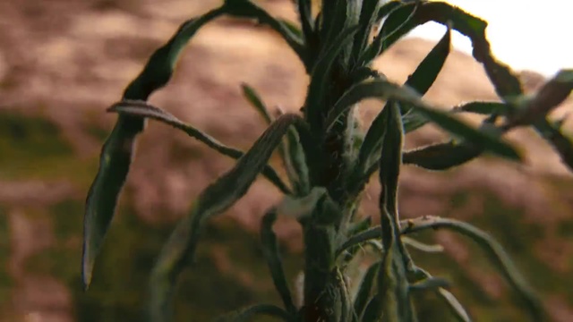 Video Reference: Plant, Leaf, Plant stem, Botany, Flower, Grass family, Terrestrial plant, Grass