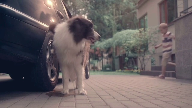 Video Reference: Dog, Mammal, Canidae, Dog breed, Carnivore, Karakachan dog, Snout, Pyrenean mastiff, Companion dog, Tornjak