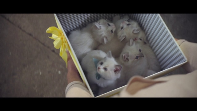 Video Reference: Mammal, Vertebrate, Pomeranian, Puppy, Bichon, Maltese, Carnivore, Kitten, Canidae, Cat