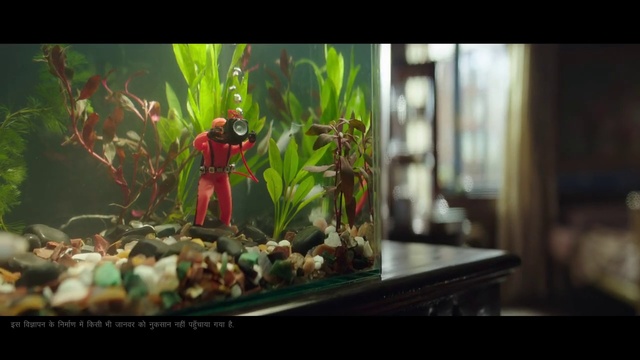 Video Reference: Freshwater aquarium, Nature, Aquarium, Organism, Plant, Adaptation