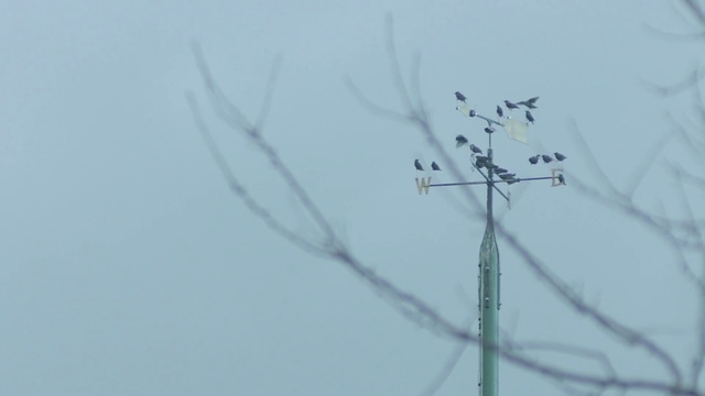 Video Reference: Branch, Sky, Technology, Twig, Plant, Wire, Public utility