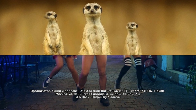 Video Reference: mammal, wildlife, Person