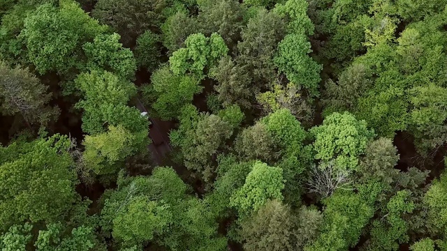 Video Reference: Vegetation, Green, Forest, Natural environment, Biome, Tree, Tropical and subtropical coniferous forests, Plant, Rainforest, Aerial photography