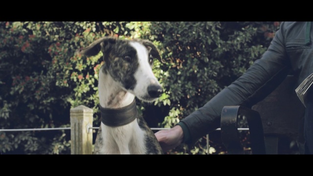 Video Reference: Mammal, Vertebrate, Dog, Canidae, Dog breed, Galgo español, Whippet, Italian greyhound, Sighthound, Carnivore