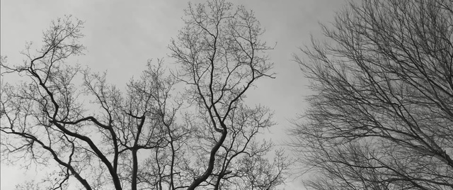 Video Reference: Tree, Branch, Atmospheric phenomenon, Sky, Woody plant, Twig, Plant, Winter, Black-and-white, Trunk