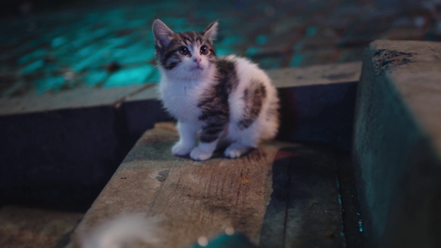 Video Reference: Cat, Mammal, Small to medium-sized cats, Felidae, Whiskers, Kitten, Carnivore, Aegean cat, European shorthair, Domestic short-haired cat