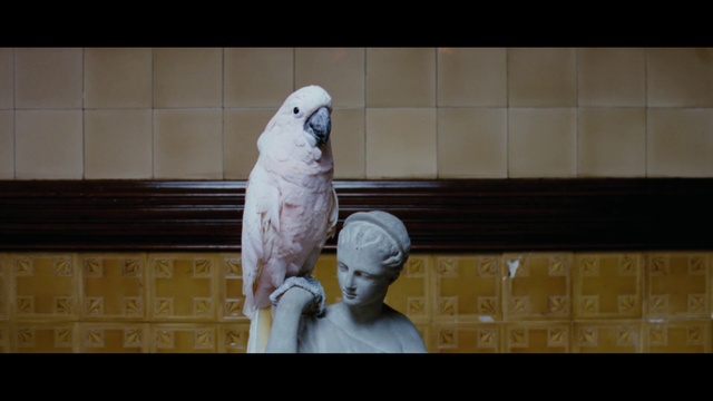Video Reference: Bird, Parrot, Cockatoo, Parakeet, Budgie, Beak