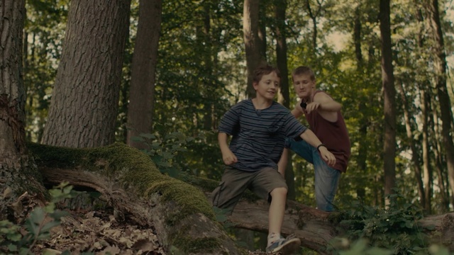 Video Reference: People in nature, Natural environment, Old-growth forest, Tree, Forest, Woodland, Wilderness, Jungle, Valdivian temperate rain forest, Trunk