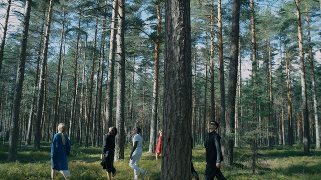 Video Reference: tree, ecosystem, nature, forest, woodland, woody plant, grove, wilderness, spruce fir forest, nature reserve