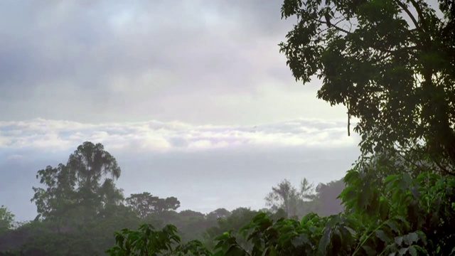 Video Reference: Sky, Nature, Vegetation, Atmospheric phenomenon, Cloud, Jungle, Natural environment, Rainforest, Tree, Hill station, Person