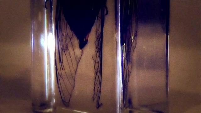 Video Reference: light, wood, glass, darkness, wood stain