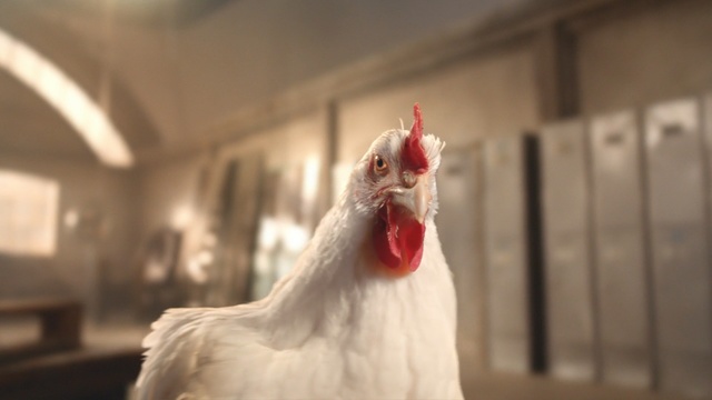 Video Reference: chicken, beak, galliformes, rooster, feather, poultry, livestock, bird, Person