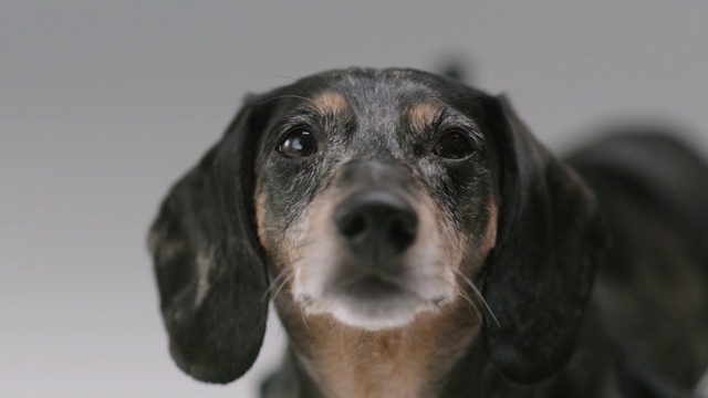 Video Reference: hound, hunting dog, dog, canine, pet, breed, puppy, domestic animal, doggy, domestic, cute, brown, purebred