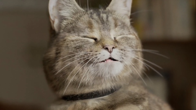 Video Reference: cat, whiskers, small to medium sized cats, cat like mammal, fauna, domestic short haired cat, snout, dragon li, european shorthair, american shorthair