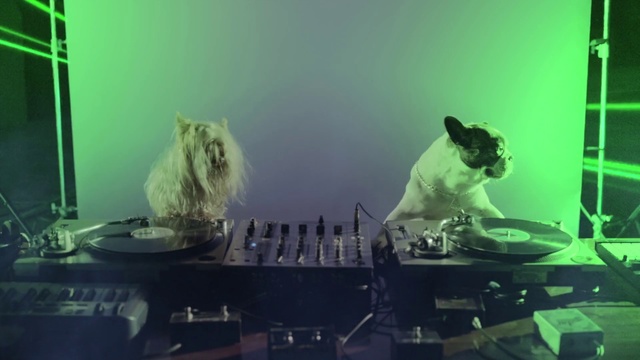 Video Reference: Green, Electronics, Room, Cat, Photography, Performance, Felidae