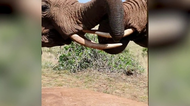 Video Reference: Elephant, Elephants and Mammoths, Terrestrial animal, African elephant, Wildlife, Indian elephant, Adaptation, Tusk, Safari, Organism