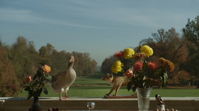 Video Reference: Bird, Beak, Flightless bird, Adaptation, Spring, Tree, Wildlife, Landscape, Plant