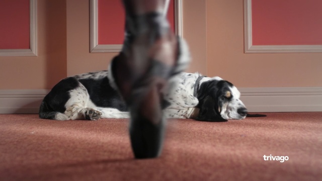 Video Reference: Dog, Mammal, Vertebrate, Canidae, Dog breed, Carnivore, Sporting Group, English springer spaniel, Spaniel, Rare breed (dog), Person