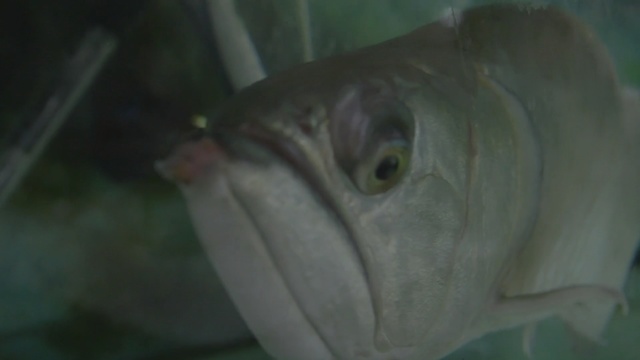 Video Reference: fish, fauna, fish, marine biology, close up, underwater, organism, eye, deep sea fish