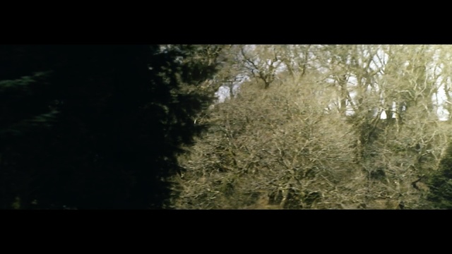 Video Reference: nature, ecosystem, vegetation, tree, forest, sky, woodland, atmosphere, sunlight, leaf