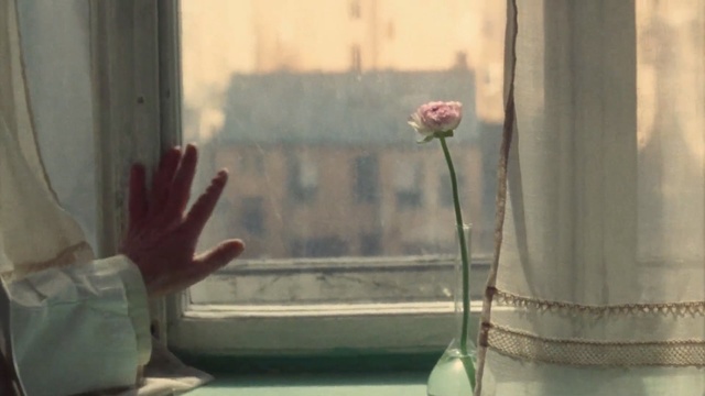 Video Reference: flower, window, interior design, girl, still life, curtain, still life photography