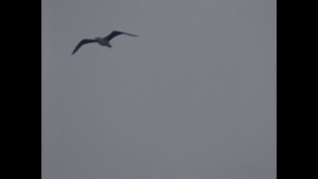 Video Reference: Bird, Sky, Seabird, Beak, Wing, Wildlife, Bird migration, Suliformes