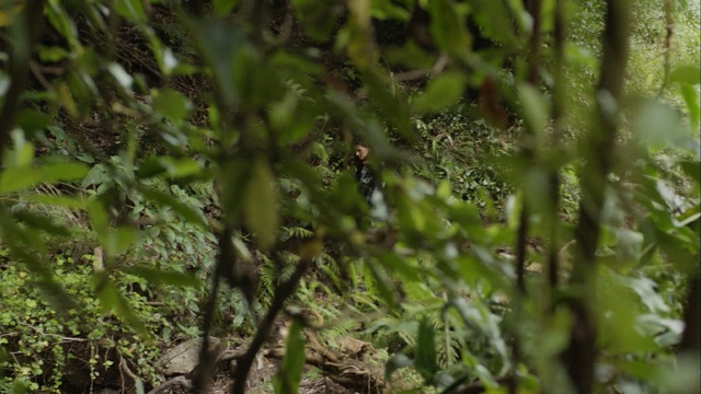 Video Reference: Nature, Vegetation, Plant, Terrestrial plant, Tree, Forest, Grass, Wildlife, Grass, Rainforest, Person