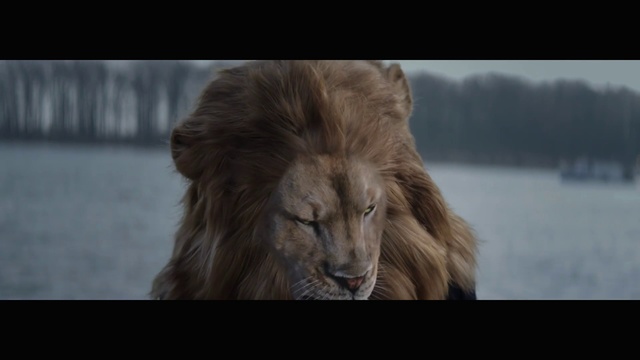 Video Reference: Lion, Vertebrate, Mammal, Hair, Masai lion, Wildlife, Felidae, Big cats, Fur, Carnivore, Person