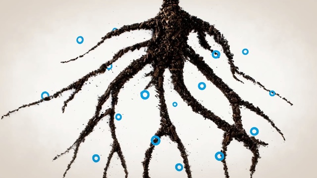 Video Reference: tree, twig, branch, organism, rope, Person