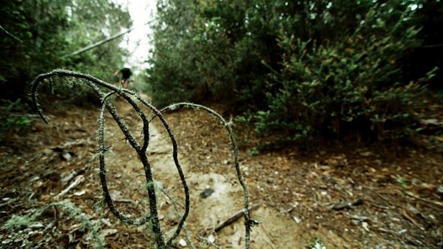 Video Reference: ecosystem, woodland, forest, leaf, tree, path, jungle, grass, plant, biome