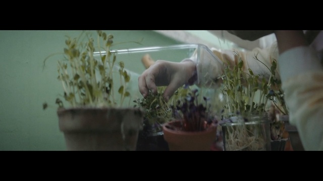 Video Reference: plant, flora, flower, organism, grass, grass family, screenshot, floral design, houseplant, floristry