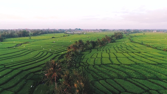 Video Reference: Plantation, Agriculture, Paddy field, Field, Highland, Crop, Farm, Rural area, Landscape, Hill station