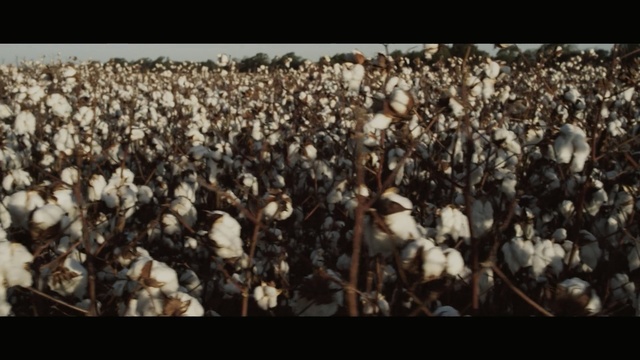 Video Reference: Crowd, People, Audience, Adaptation, Textile, Plant