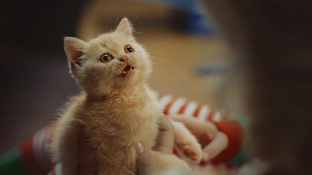 Video Reference: cat, whiskers, small to medium sized cats, cat like mammal, kitten, fauna, eye, snout, carnivoran, domestic short haired cat