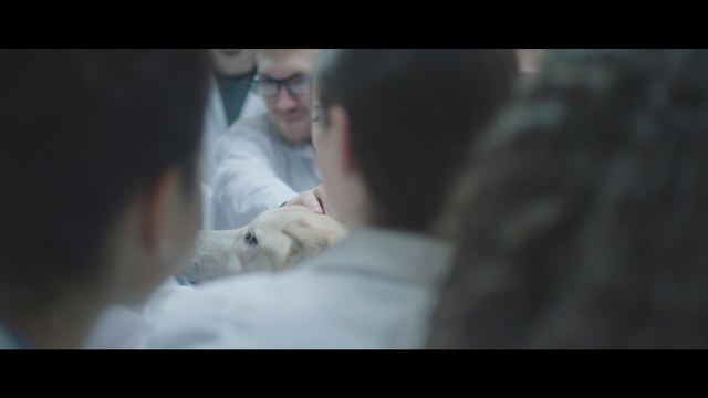 Video Reference: mammal, vertebrate, snapshot, human, screenshot, girl, hand, snout, fun, scene