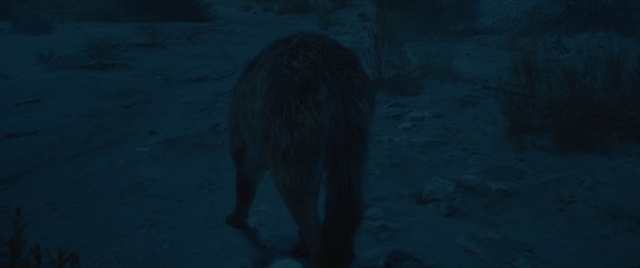 Video Reference: Black, Blue, Darkness, Light, Azure, Snapshot, Atmosphere, Organism, Wildlife, Moonlight