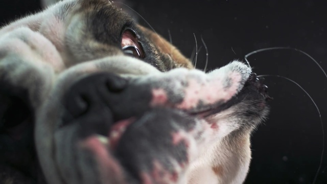 Video Reference: dog like mammal, dog breed, dog, nose, snout, mouth, whiskers, dog breed group, non sporting group, carnivoran