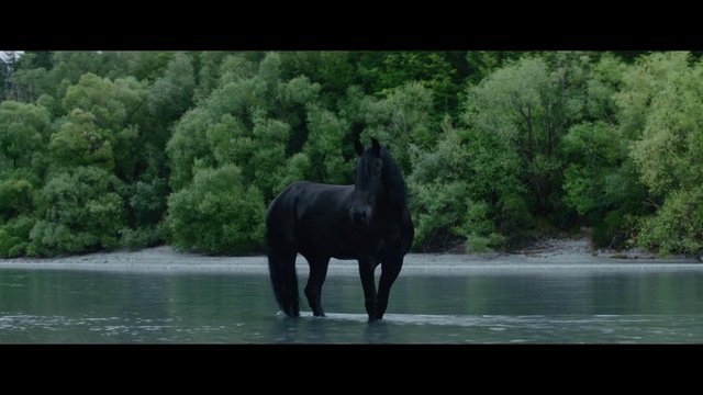 Video Reference: Horse, Vertebrate, Mammal, Nature, Mane, Stallion, Wildlife, Mare, Mustang horse, Organism