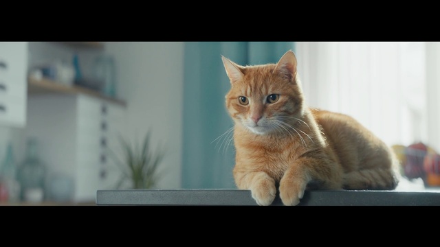 Video Reference: Cat, Mammal, Vertebrate, Small to medium-sized cats, Whiskers, Felidae, Tabby cat, Domestic short-haired cat, European shorthair, Carnivore