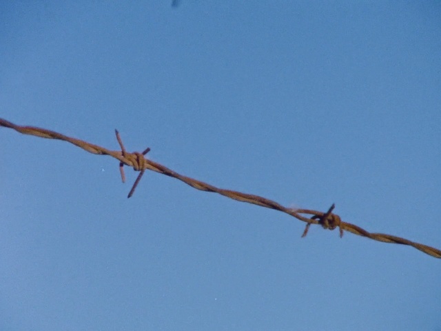 Video Reference: Wire fencing, Barbed wire, Fence, Sky, Branch, Wire, Twig, Plant, Plant stem