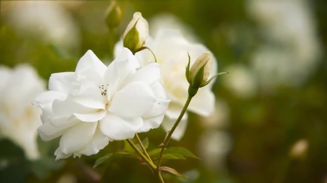 Video Reference: Flower, Flowering plant, White, Petal, Plant, Botany, Rose family, Spring, Rose, Branch
